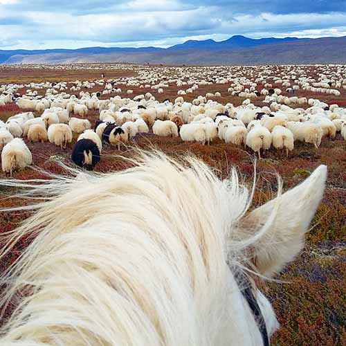Sheep Round up ©Islandshestar
