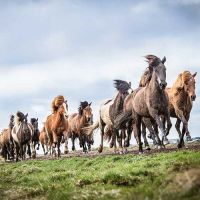 Icelandic Horses ©Eldhestar